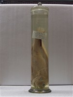 藏品(雙棘原始黃姑魚)的圖片